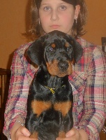 CHIOT
